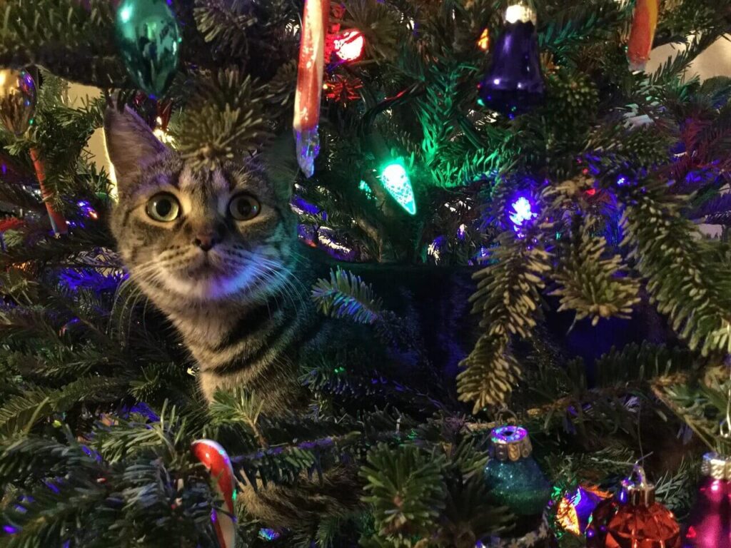 A karácsonyfa és a cica