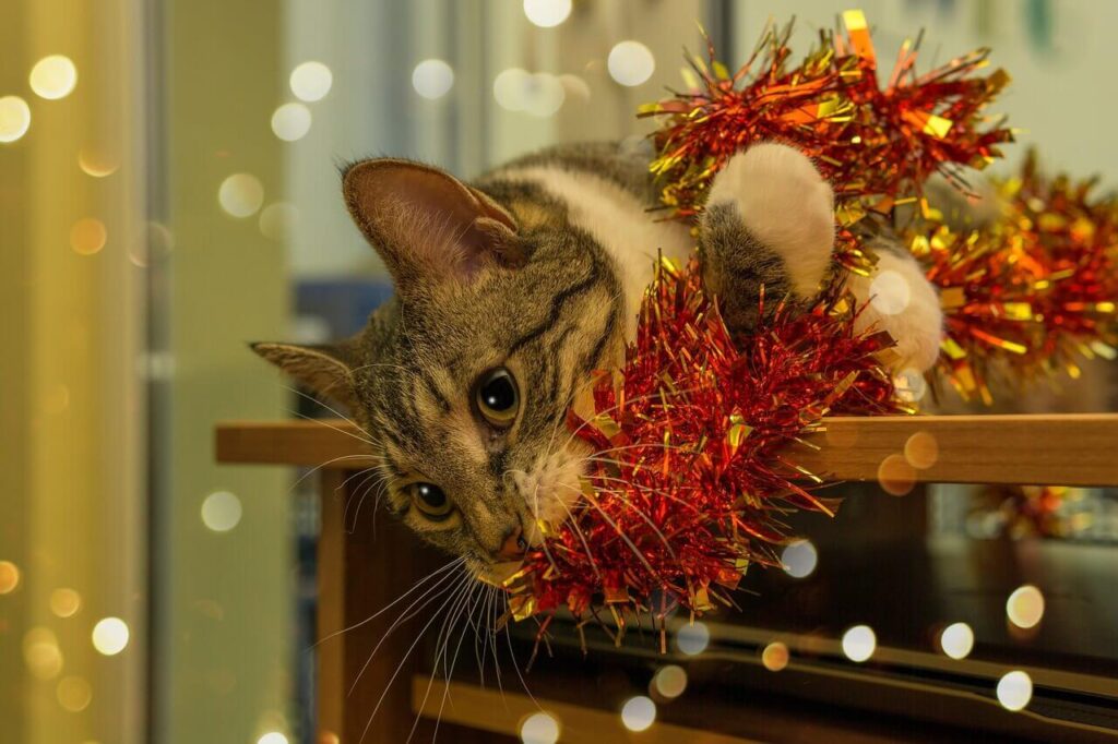 A karácsonyfa és a cica